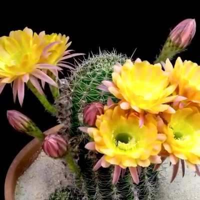 ? one of the most beautiful time-lapse videos