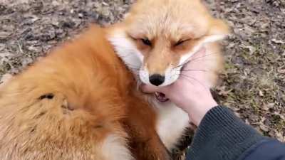This video always puts a smile on my face ? It's by a youtube channel named SaveAFox, which is a non profit organization who rescue captive non-releasable foxes :)