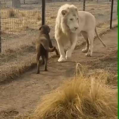 A gentleman