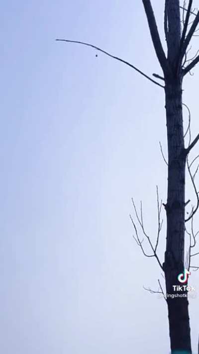 Person with a really good aim destroys the branches of a tree