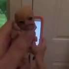 Seriously wtf is this thing