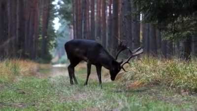 ? Black fallow deer recently seen in Baryczy Valley in Poland