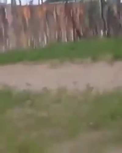 Mess with the ostrich and you’ll get the stomps