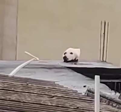 that ain’t no dog