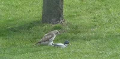 ? This hawk getting confused over a fake mallard ?