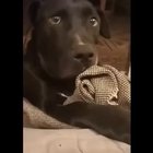 This dog