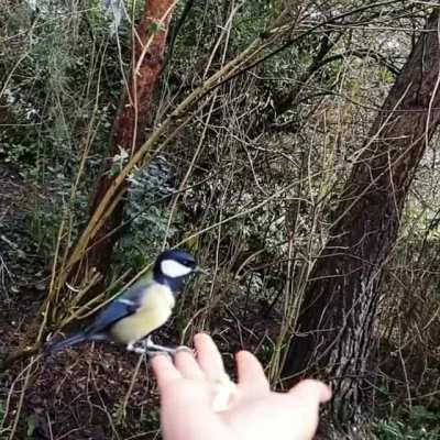 ? I love great tits and misleading titles