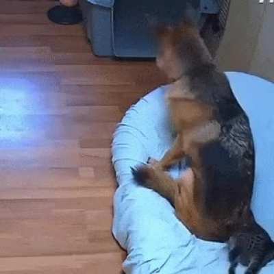 Human, why?