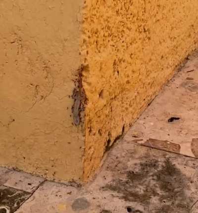 ? Ants carrying a dead lizard up the wall