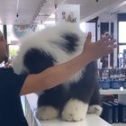 Jealous pupper