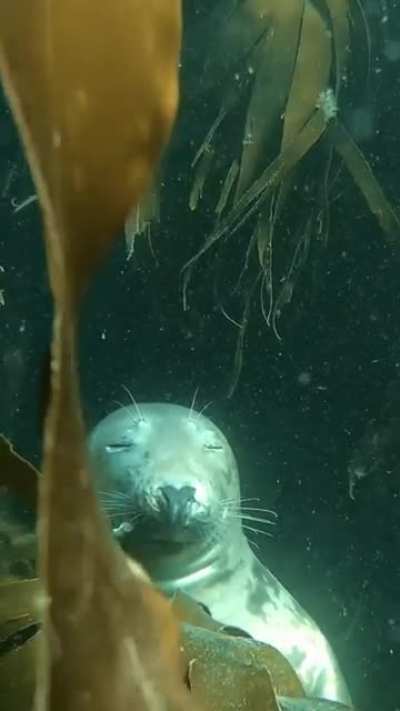 ? A sleeping seal in Lundy Island, England