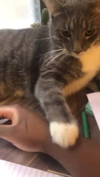 I haven’t been able to be productive for a whole week, when I finally sit down to do work he pulls this ?