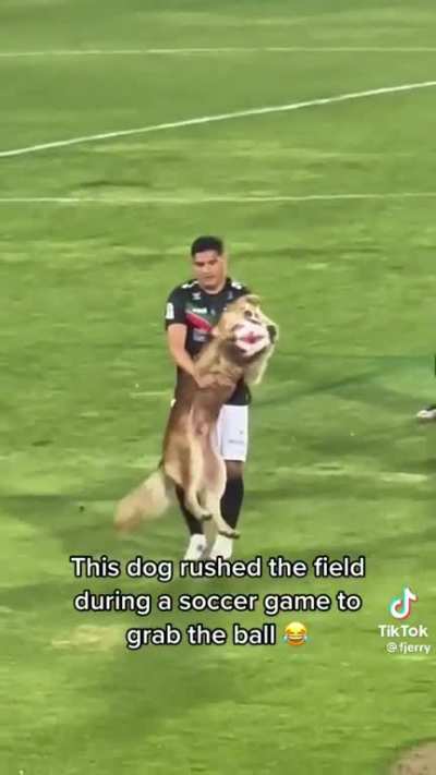 Zero regrets. 100% doggo would do it again.