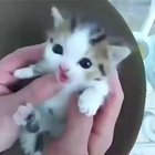 He screm