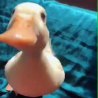 Jumping duck