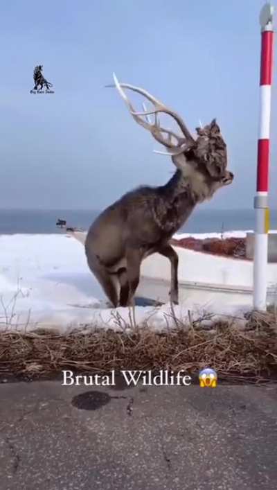 Deer carries around the head of it’s opponent that got stuck on it’s antlers