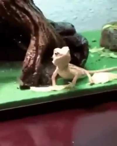 "Helloooooooo."