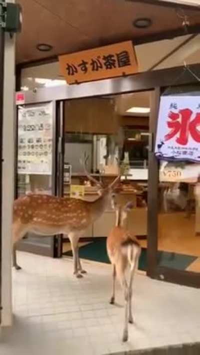 ? Deers in Nara, Japan have learnt how doors work and bow to humans for requesting food