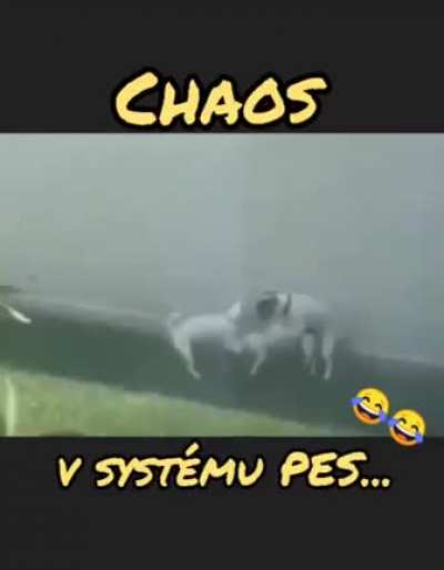 Dogs trying to figure out how this should be done (is this the right sub?)