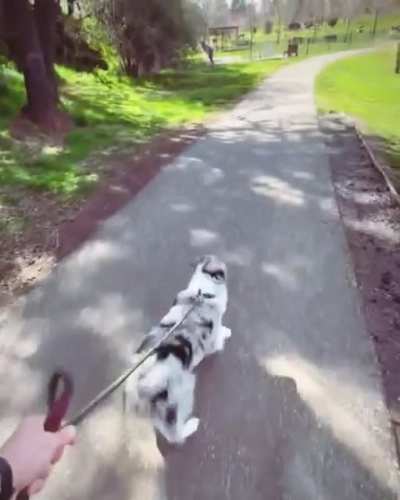 Meet Zephyr. This is his reaction every time he finds out he’s going to the dog park.?