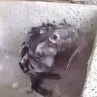 The human like way this rat is taking a shower.
