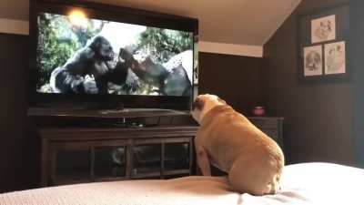 Movie watcher