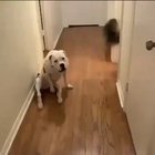 Good girl goes from confused to ecstatic upon discovering what a dog wheelchair can do for her.