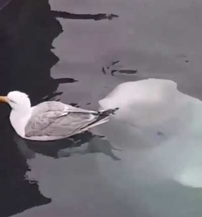 ? Beluga trying to play with Herring Gull.
