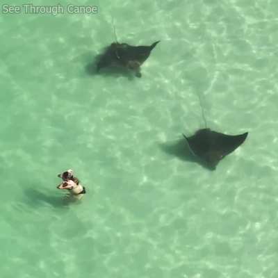 ?Big Spotted Eagle Rays avoiding people at the beach in St Pete, Florida