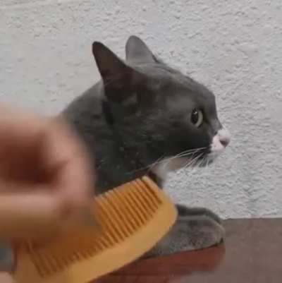 Mlem trigger