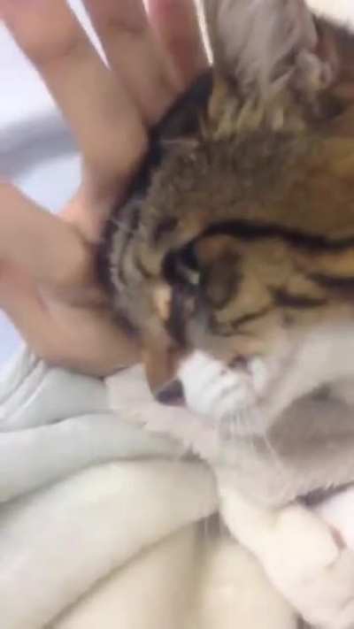 Clingy kitter