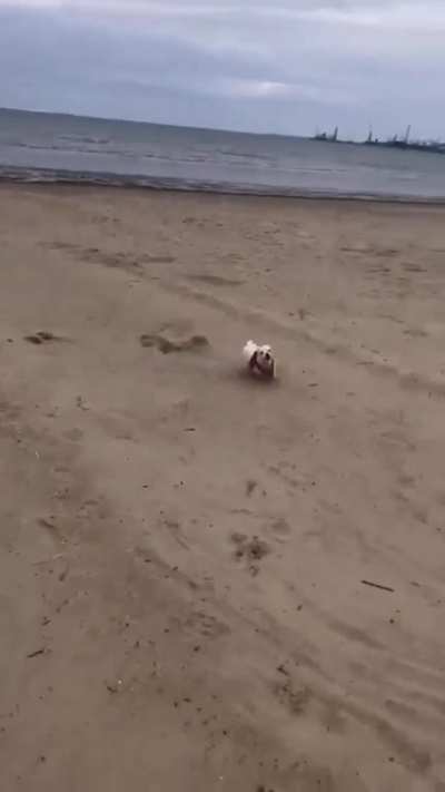Dog goes Berserk After Going Off Leash