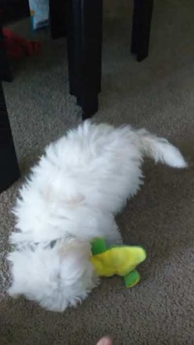 My new pup is still learning how tug of war works.