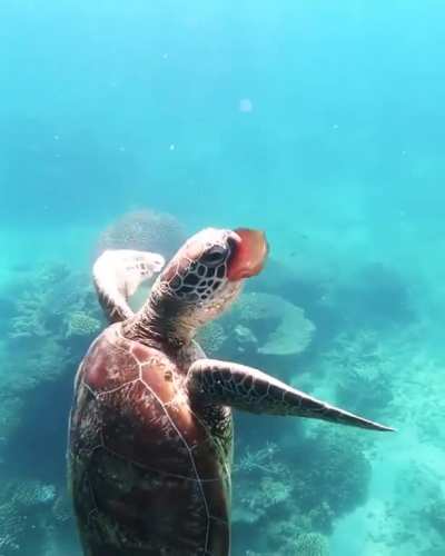 ? A sea turtle munching on a jellyfish ?