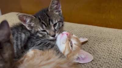 3rd wheels everywhere…. ? (volume up!)