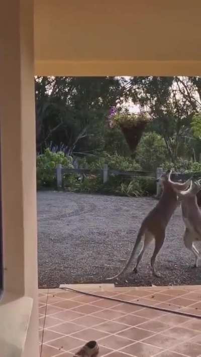 ? Two Kangaroo fighting it out in Australia