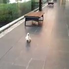 Whose dog this is?