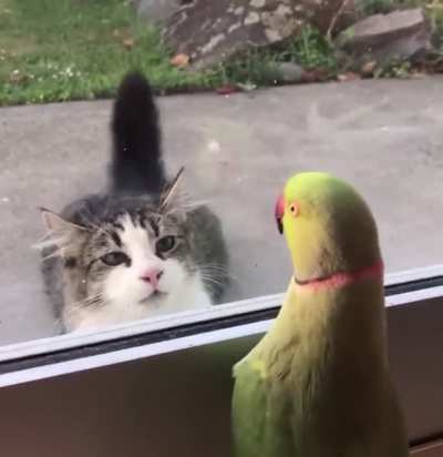 BraveBirb