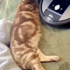 Kitty wall barrier