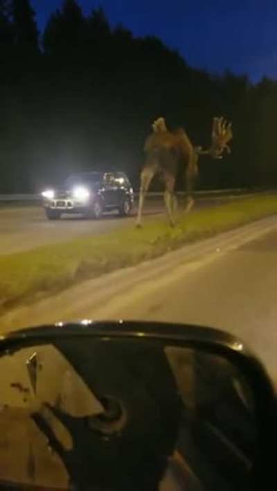 ? Moose walking down the road