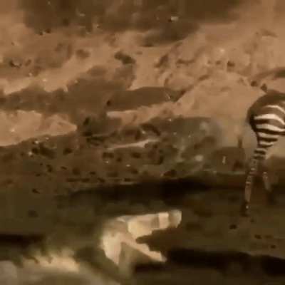 ? If crocodiles could curse, I'm sure this one would have. ?