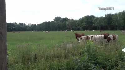 How to be a Cow Whisperer (Repost for this sub)