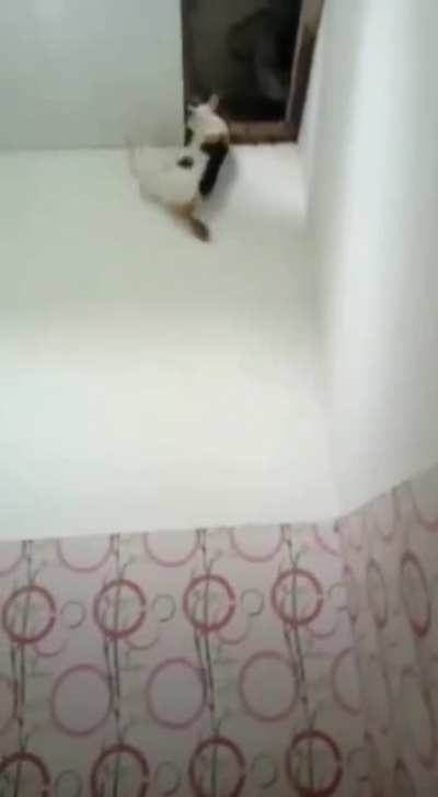 WCGW trying to climb to attic
