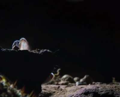 ? This Grasshopper Mouse kills a scorpion then howls at the moon