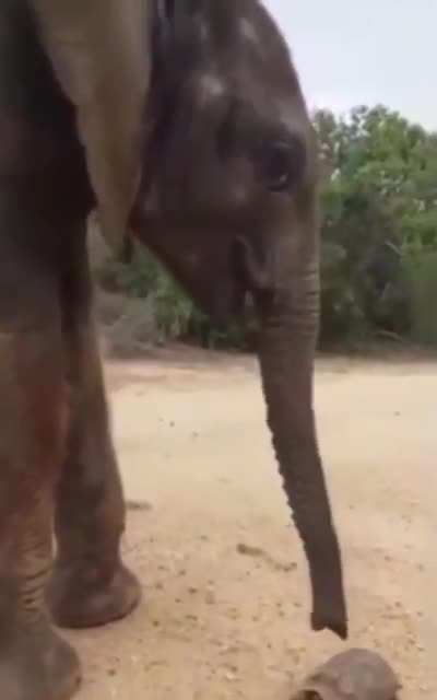 ? A young elephant pausing to nudge a turtle off the road before continuing on its way ?