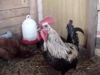 Rooster