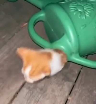 Cat generator