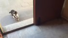 The Imam at a Mosque in Turkey lets a mother cat bring in her entire litter to be cared for
