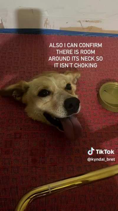 Dog sheltering from the rain decides to say hello