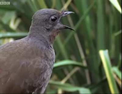 Lyre Bird sings sounds